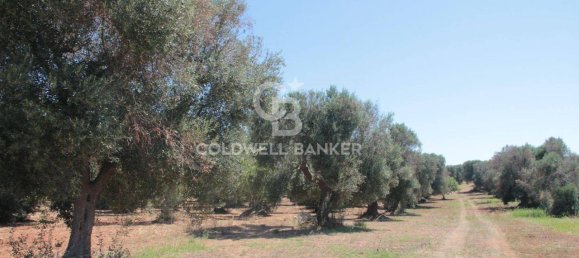 1 room Land in San Vito dei Normanni, Italy No. 149769 13