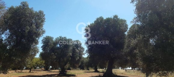 1 room Land in San Vito dei Normanni, Italy No. 149769 15