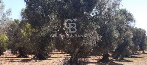 1 room Land in San Vito dei Normanni, Italy No. 149769 8