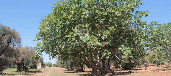 1 room Land in San Vito dei Normanni, Italy No. 149769 4