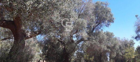 1 room Land in San Vito dei Normanni, Italy No. 149769 14