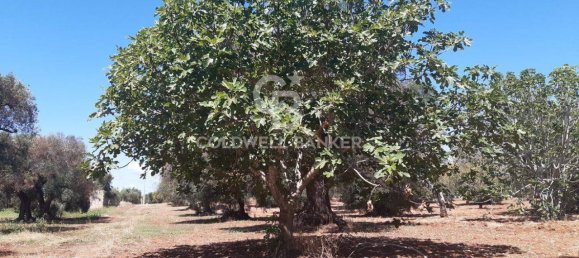 1 room Land in San Vito dei Normanni, Italy No. 149769 10