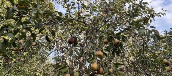 7 rooms Villa in Noto, Italy No. 80376 25