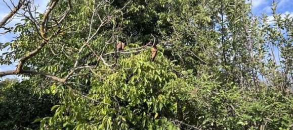 7 rooms Villa in Noto, Italy No. 80376 23