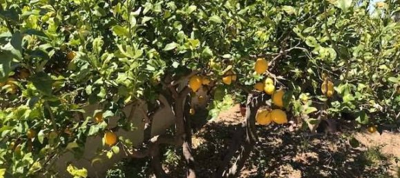 4 Schlafzimmer Villa in Castelvetrano, Italy, Nr. 92824 10