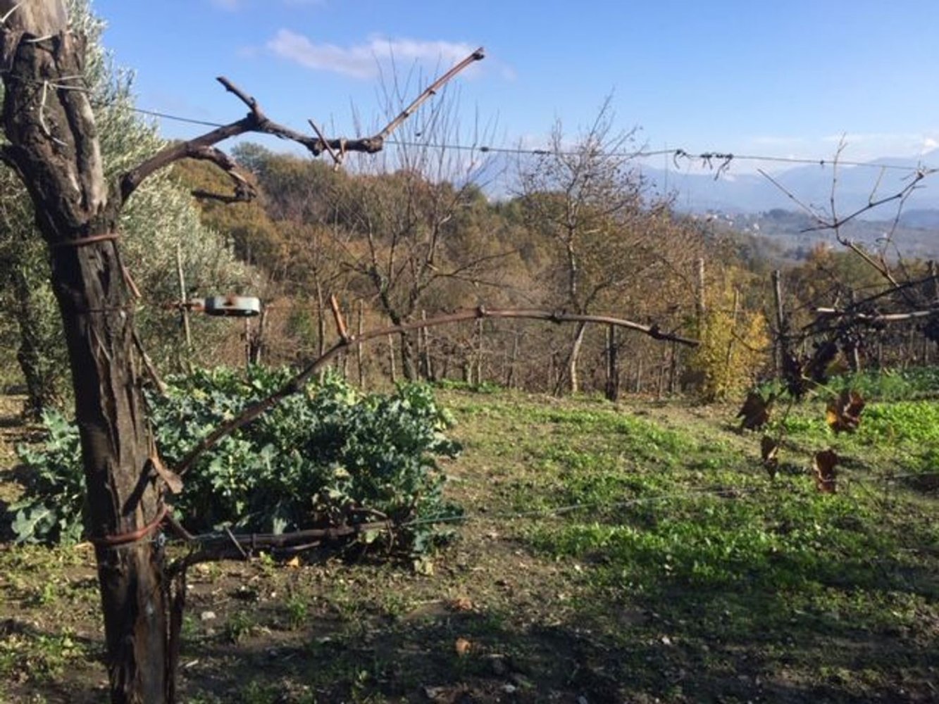 Terrain à Capriglia Irpina, Italy 9000m² No. 255384