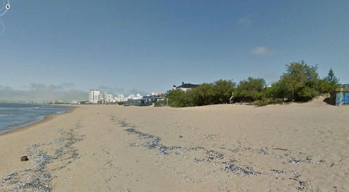  قطعة أرض في Maldonado, Uruguay رقم 14390