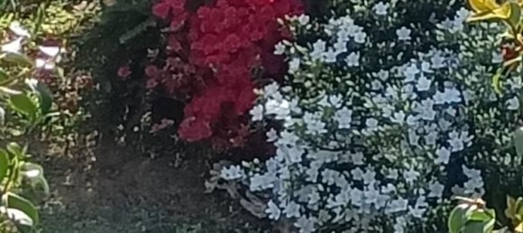 12غرفة فيلا في Capannori, Italy رقم 148456 28