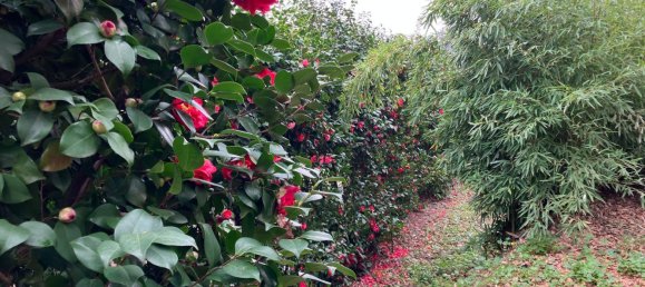 12غرفة فيلا في Capannori, Italy رقم 148456 30