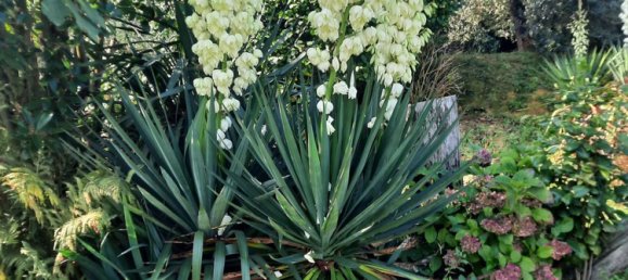 12غرفة فيلا في Capannori, Italy رقم 148456 24