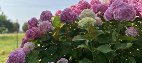 2 Schlafzimmer Villa in Mestrino, Italy, Nr. 261931 14