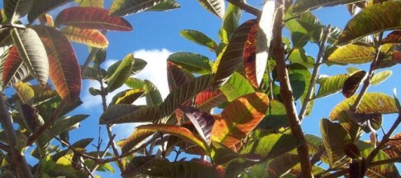 4 bedrooms Townhouse in San Miguel de Abona, Spain No. 129964 23