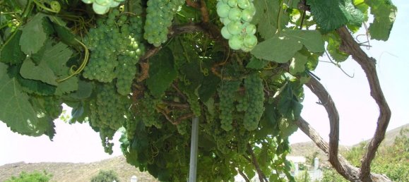 4 bedrooms Townhouse in San Miguel de Abona, Spain No. 129964 16