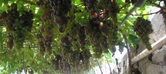 4 bedrooms Townhouse in San Miguel de Abona, Spain No. 129964 8