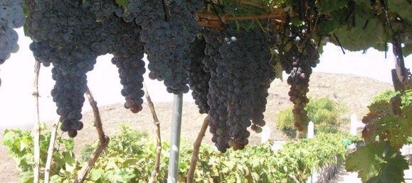 4 bedrooms Townhouse in San Miguel de Abona, Spain No. 129964 11