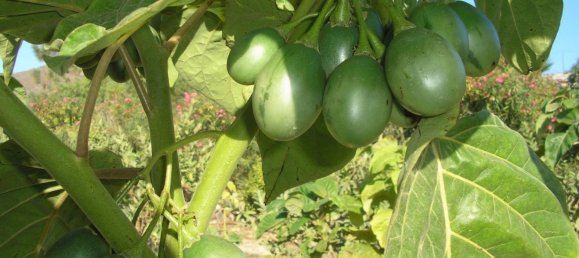 4 bedrooms Townhouse in San Miguel de Abona, Spain No. 129964 12