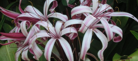 4 bedrooms Townhouse in San Miguel de Abona, Spain No. 129964 17