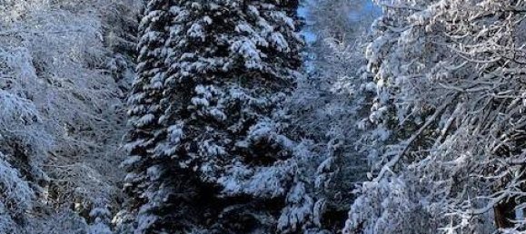 Дом с 5 комнатами в Шпиталь ам Земмеринг, Австрия № 147482 35