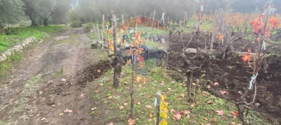 15582m² Land in Castiglione di Sicilia, Italy No. 152050 36