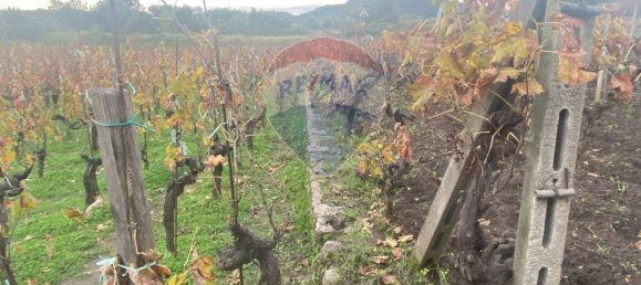 15582m² Land in Castiglione di Sicilia, Italy No. 152050 32