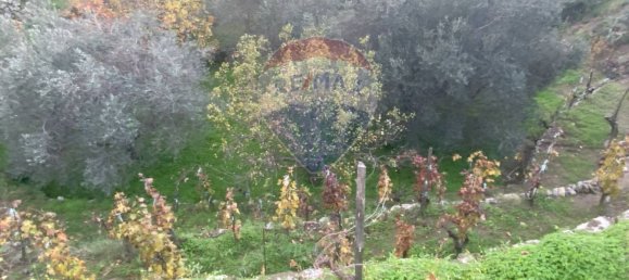 15582m² Land in Castiglione di Sicilia, Italy No. 152050 40