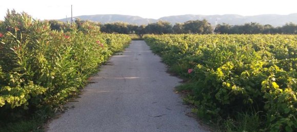  فندق في Zakynthos, Greece رقم 47184 3