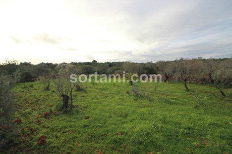 Terrain à Sao Bartolomeu de Messines, Portugal 9200m² No. 80188
