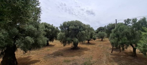 3 bedrooms House in Fasano, Italy No. 41888 13