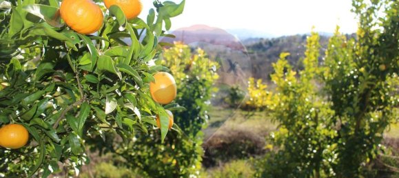 Terreno en Estoraos, Portugal 22000 m² No. 33210 24