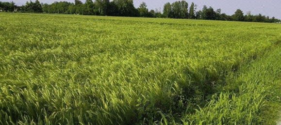 Земельный участок в Лория, Италия № 336499 2