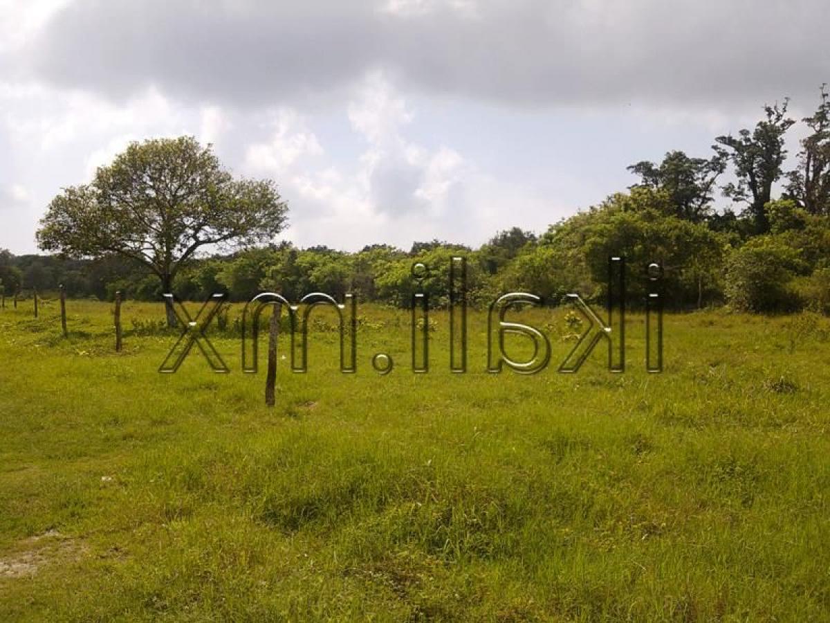  Land in Veracruz, Mexico No. 206899