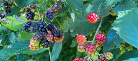 Casa de 7 habitaciónes en Neustift-Innermanzing, Austria No. 245993 16