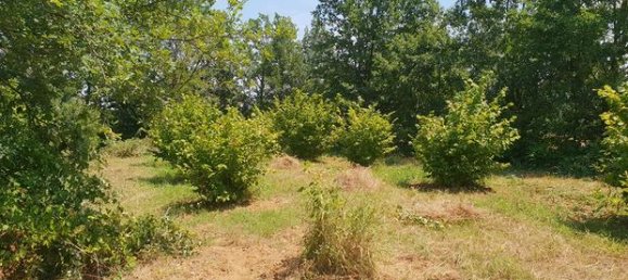 6000m² Land in Felizzano, Italy No. 251357 2