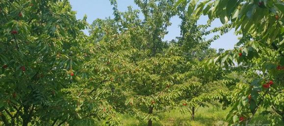 6000m² Land in Felizzano, Italy No. 251357 5