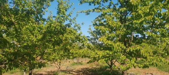 6000m² Land in Felizzano, Italy No. 251357 3