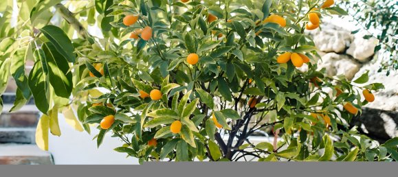 5 Schlafzimmer Haus in Estepona, Spain, Nr. 31219 22