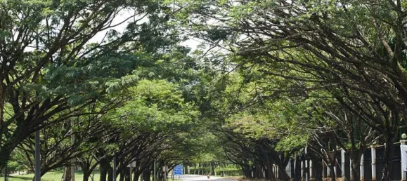 3 غرف نوم فيلا في Phuket, Thailand رقم 80451 7