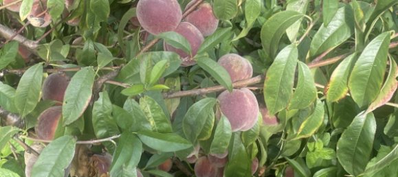 6غرفة منزل في Anhalt-Bitterfeld, Germany رقم 346386 10