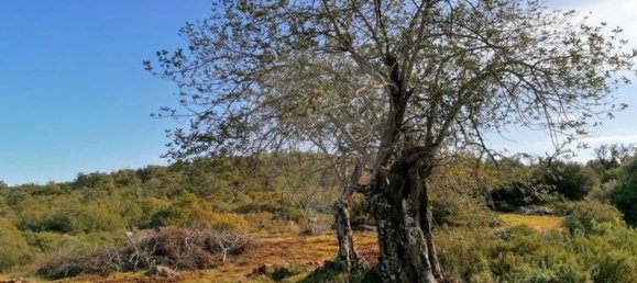 46500m² Land in Loule, Portugal No. 82831 6