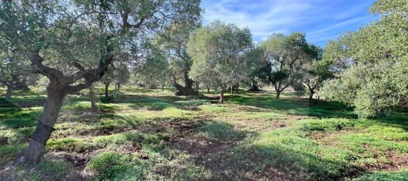 Terreno de 1 habitación en Ostuni, Italy No. 19996 3