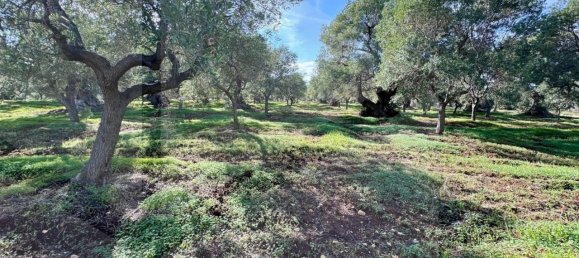 Terreno de 1 habitación en Ostuni, Italy No. 19996 5