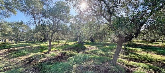 Terreno de 1 habitación en Ostuni, Italy No. 19996 4