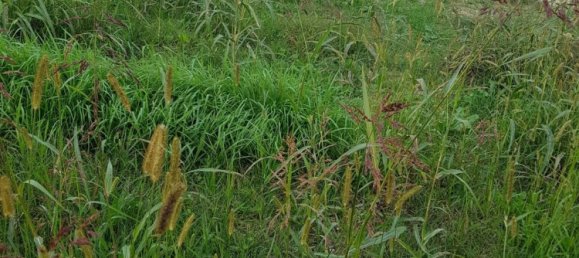 1300m² Land in Vigodarzere, Italy No. 111284 2