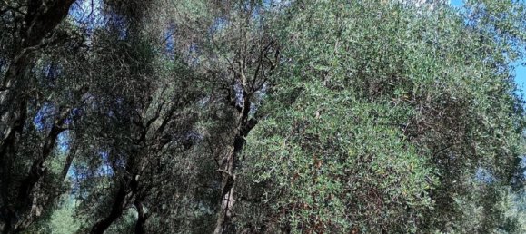 4-salle Maison à Pietrabruna, Italy No. 285636 36