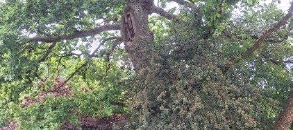 6 Schlafzimmer Bauernhof in Rheinland-Pfalz, Germany, Nr. 262759 9