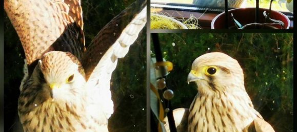 3 bedrooms Apartment in Volkermarkt, Austria No. 212648 48