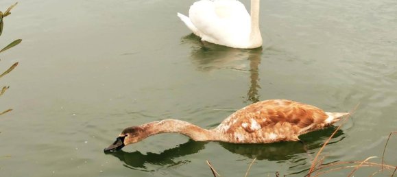 3 bedrooms Apartment in Volkermarkt, Austria No. 212648 50