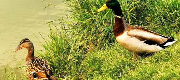 3 bedrooms Apartment in Volkermarkt, Austria No. 212648 49