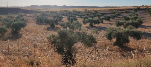 6000m² Land in Toledo, Spain No. 185000 13