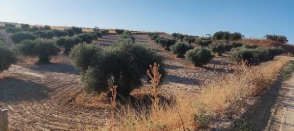 6000m² Land in Toledo, Spain No. 185000 6